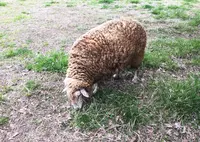 羊山公園の写真・動画_image_185474