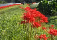 目久尻川の写真・動画_image_192051