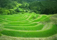 大山千枚田の写真・動画_image_192056