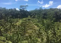 Tegallalangの写真・動画_image_198515