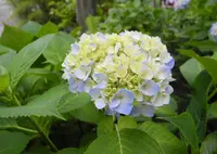 長谷寺の写真・動画_image_216737