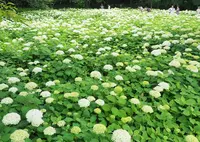 相模原北公園の写真・動画_image_246172