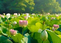 花はす公園の写真・動画_image_252827