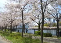 毛馬桜之宮公園の写真・動画_image_305863