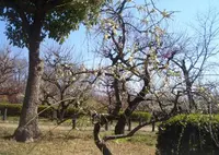 大阪城　梅林の写真・動画_image_305871