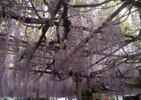 大歳神社　千年藤の写真・動画_image_410283