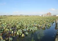 皿池の写真・動画_image_492270