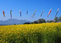 菜の花公園の写真・動画_image_567069