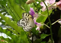 由布島レストランの写真・動画_image_746683