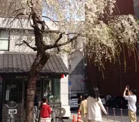 日本橋交番の写真・動画_image_171276