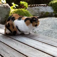 金福寺の写真・動画_image_70360