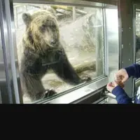 のぼりべつクマ牧場の写真・動画_image_143408