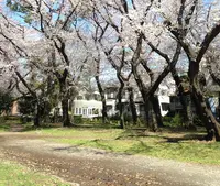 善福寺川緑地の写真・動画_image_17696