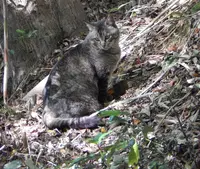 三橋節子美術館の写真・動画_image_79457