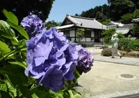 龍蓋寺（岡寺）の写真・動画_image_27339
