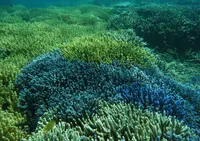 鳩間島アイランドワールドの写真・動画_image_35851