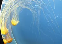 仙台うみの杜水族館の写真・動画_image_44037
