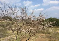 通潤橋の写真・動画_image_71094