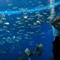 トロピカルアイランド　「無限の海」