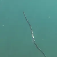 【山内光枝】カブグァス2016