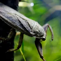 水生昆虫（タガメ）