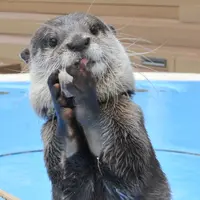カワウソ・グリーティングタイム～ひんやり氷をプレゼント～