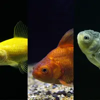 さまざまな色の金魚たち
