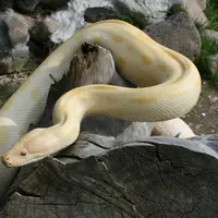 ニシキヘビ　