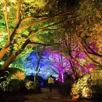 夏桜と夏もみじの呼応する森: https://www.teamlab.art/jp/w/resonatingforest-maple