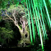 武雄の大楠