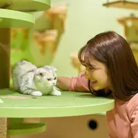 キャットパラダイス