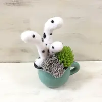 「アンジェリケ」　チンアナゴの寄せ植え