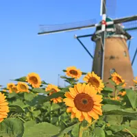 青空とひまわりのコントラストが最高（写真は過去のもの）