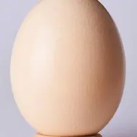 ダチョウのたまご