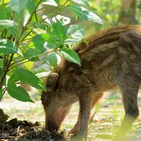 害獣として駆除の対象とされてしまうイノシシ