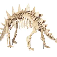 トゥオジャンゴサウルス・マルチスピナス骨格標本（全長6メートル）