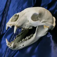 ツキノワグマ頭骨