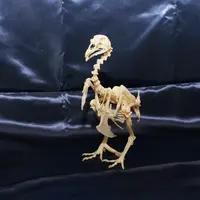 ニワトリ全身骨格