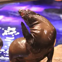 飼育スタッフのサインに反応するオットセイのジュアナ