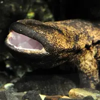 ごはんを食べる大きな口