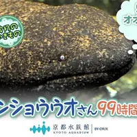 オオサンショウウオを99時間生中継（イメージ）