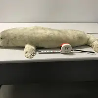 ゴマフアザラシ剥製　画像提供：国立科学博物館