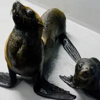 赤ちゃんと母親の「クリス」