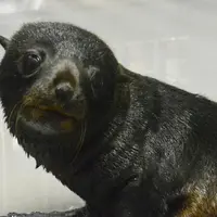 生後15日目のオットセイの赤ちゃん