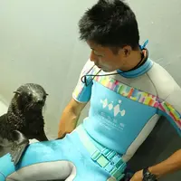 飼育スタッフに甘えるオットセイの赤ちゃん