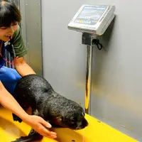体重測定のようす