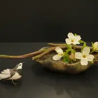 ハナミズキとハクセキレイ