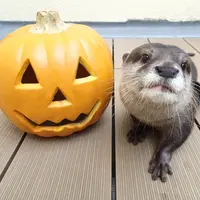 カワウソ・グリーティングタイム～ハロウィンver.～