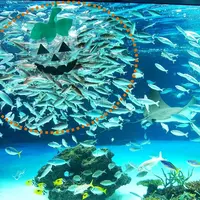 水中パフォーマンスタイム～ハロウィンver.～
