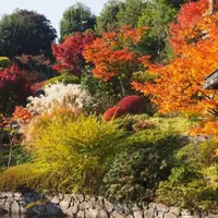 入園無料（9:00～17:00）のモミジもオススメ